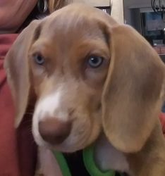 Khaki Beagle Puppy 6 Months Old