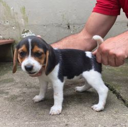 6 months old female beagle