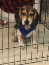 Selling a4 monthBeagle