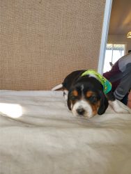 Selling a beagle puppy