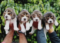 Beagle Puppies Ready to Go