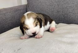 lovely beagle puppies available for sale
