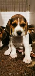 gorgeous beagle puppies for sale