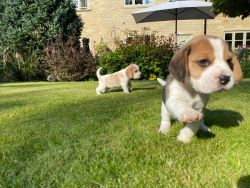 healthy beagle puppies for sale
