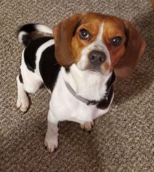 1yr old Male Beagle