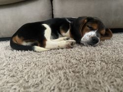 Beautiful beagle puppy Nashville Tn