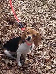 Beagle Pup /9m old