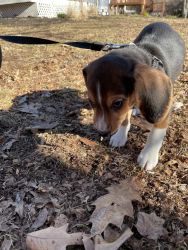 Beautiful beagle