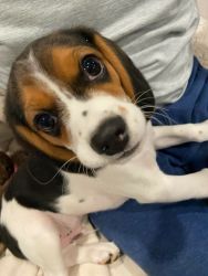 3 months old Male Beagle puppy