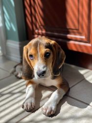 Perfect Beagle for a family