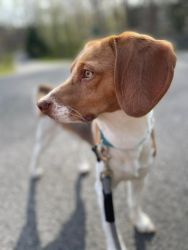 A beagle for sale