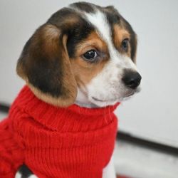 Cute Charlie -A male beagle puppy