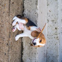 BEAGLE PUPPY READY FOR ADOPTION OM ME IF INTERESTED,