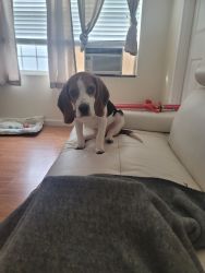 18 week old Beagle puppy