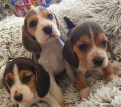 male and female beagle puppies