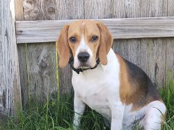 One year old Beagle to good home