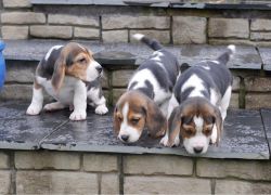 Contact now for Beagle puppies
