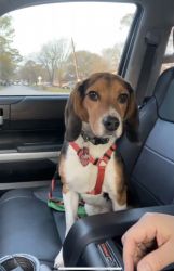 One year old purebred Beagle for sale