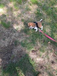 beagle 14 weeks rehoming