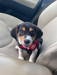 Beagle terrier puppie