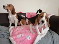 Beagle Pups Ready 2 boys aND 2 Girl Left Reduced