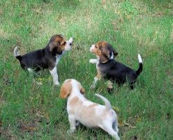 10weeks beagle puppies for rehoming