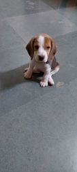 Female beagle puppy