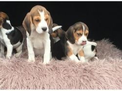 Gorgeous Beagle Puppies for Sale
