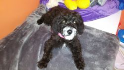 Cute black and white beagle/poodle mix puppy