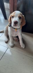 Wanna sell 3 month's female lemon beagle