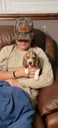 AKC Male Beagle Puppy