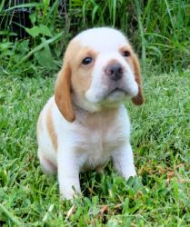 AKC Lemon Male Beagle