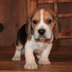 Two Teacup Beagle Puppies For Sale