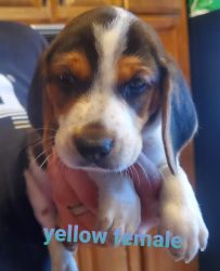 3 male beagle pups 3 female beagel pups for sale