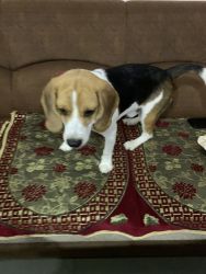 6-7 months old male beagle