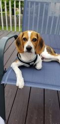 5 Months Beagle Puppy, healthy, vaccinated and nutered