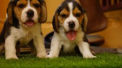 BEAGLE PUPS AVAILABLE NOW!!!