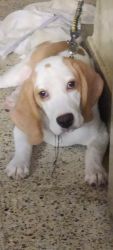 7 months male beagle puppy for sale