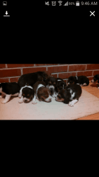 10 beagle puppies