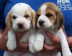 Akc Beagle Puppies xxx-xxx-xxxx