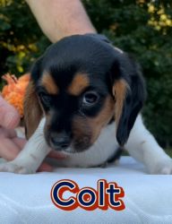 Colt is a8 week old sweet beaglier puppy for sale