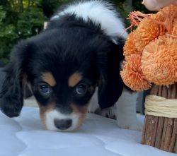Fancy -a8 week old Beaglier puppy looking for her forever home