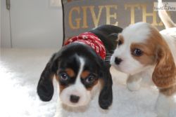 Beaglier Puppies for sale