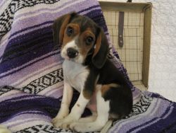 Beaglier Puppy Ready For A New Home!