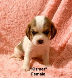Kismet Beaglier Puppy