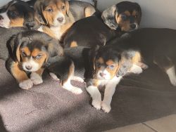 Sweet Beaglier Puppies $1850 each