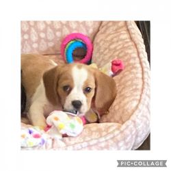 Lovable 2 month old pup looking for a new home