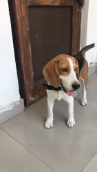7 month old Beagle for sale