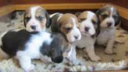 Beagle puppies available for good home