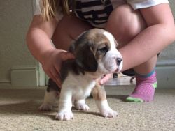 Beautiful Beagle Pups For Sale.
